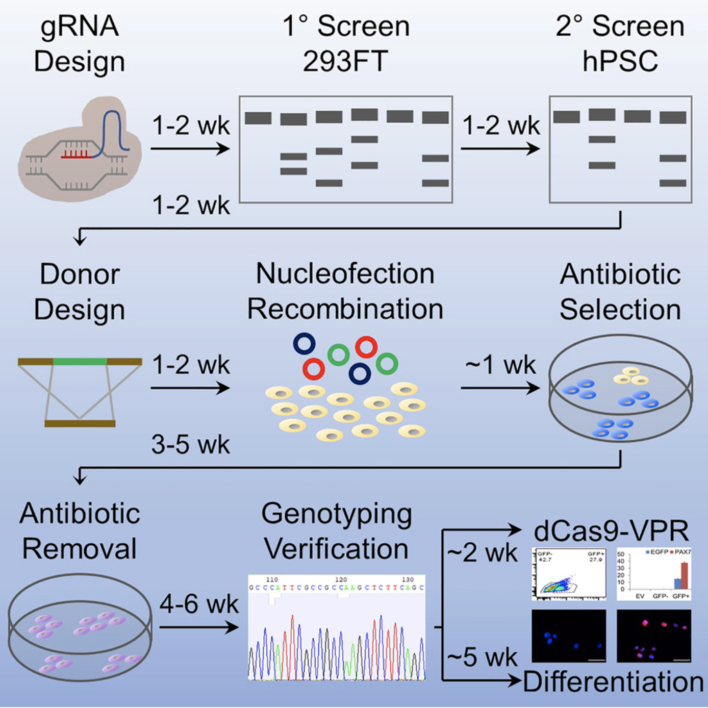 Generation of PAX7 hPSC reporter lines using CRISPR now out! Congrats Haibin!